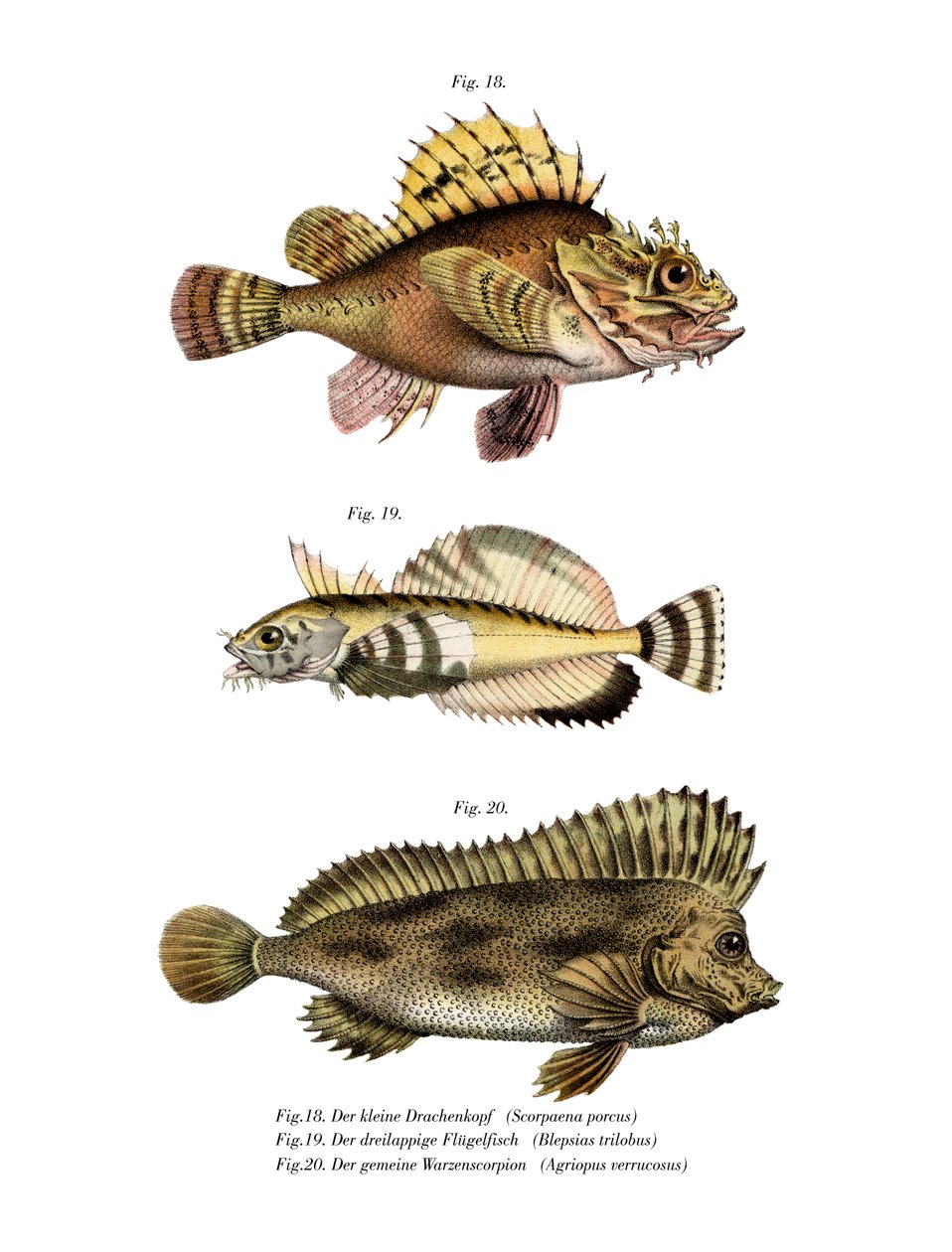 Skorpion fisk af German School