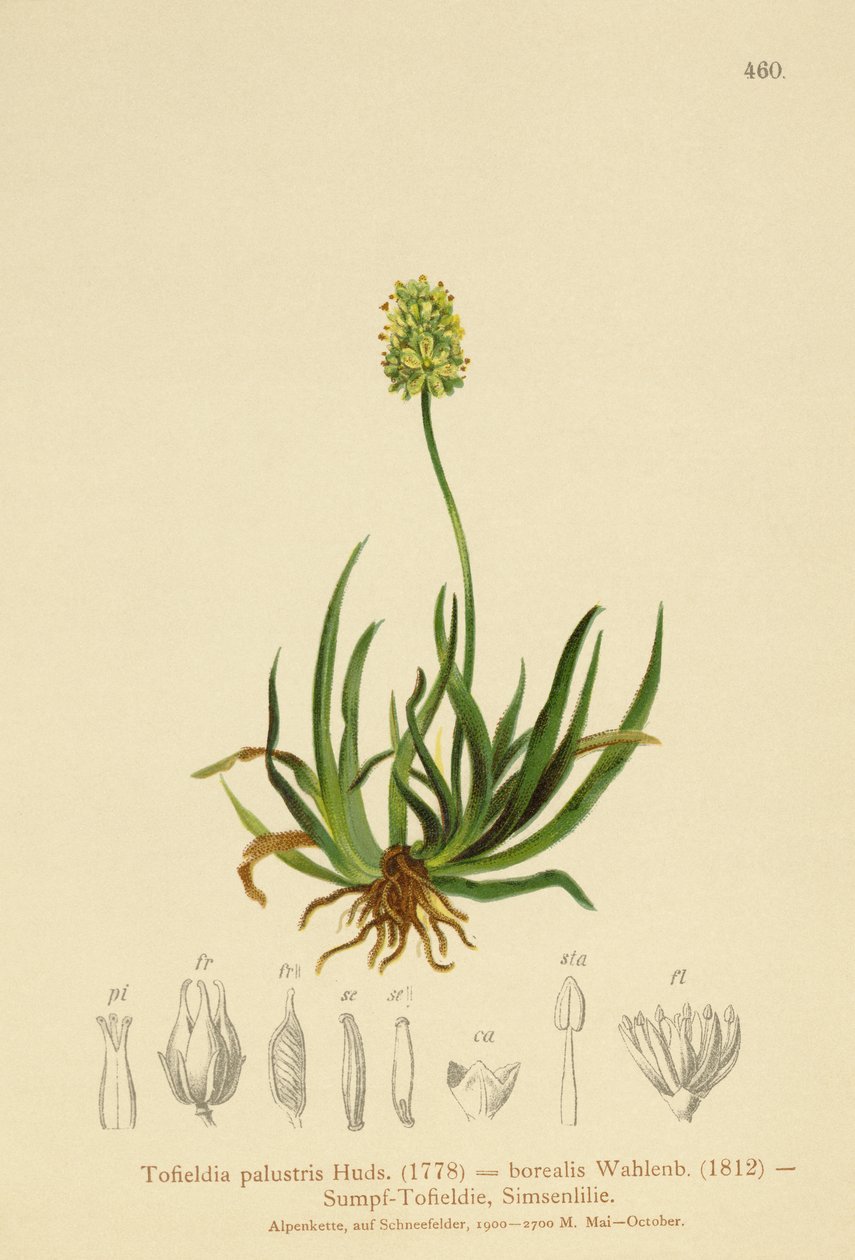 Skotske Asphodel (Tofieldia calyculata, Tofieldia palustris, Tofieldia borealis, Tofieldia pusilla) af German School