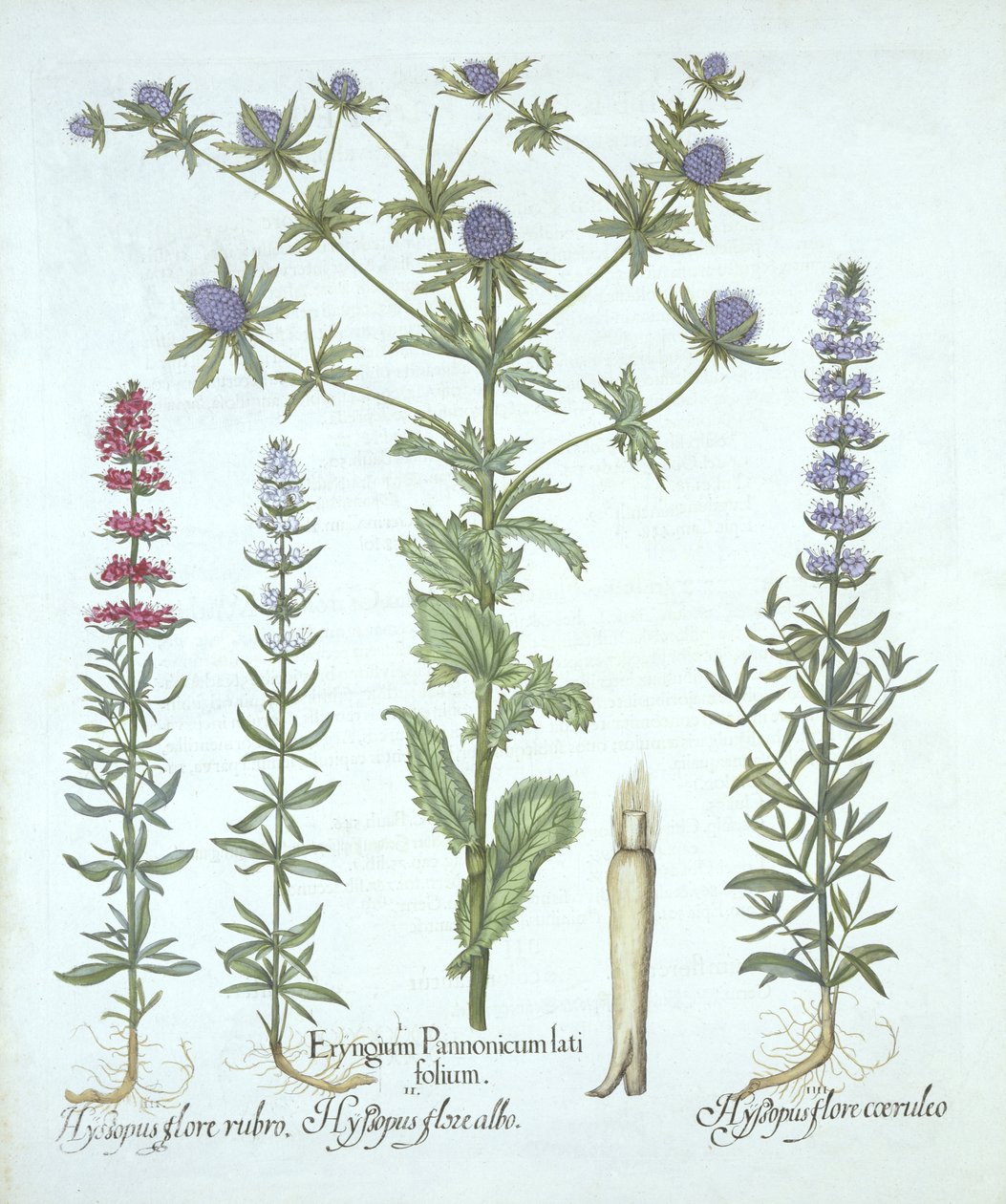 Havkristtorn og tre slags isop, fra Hortus Eystettensis, af Basil Besler (1561-1629), pub. 1613 (håndkoloreret gravering) af German School