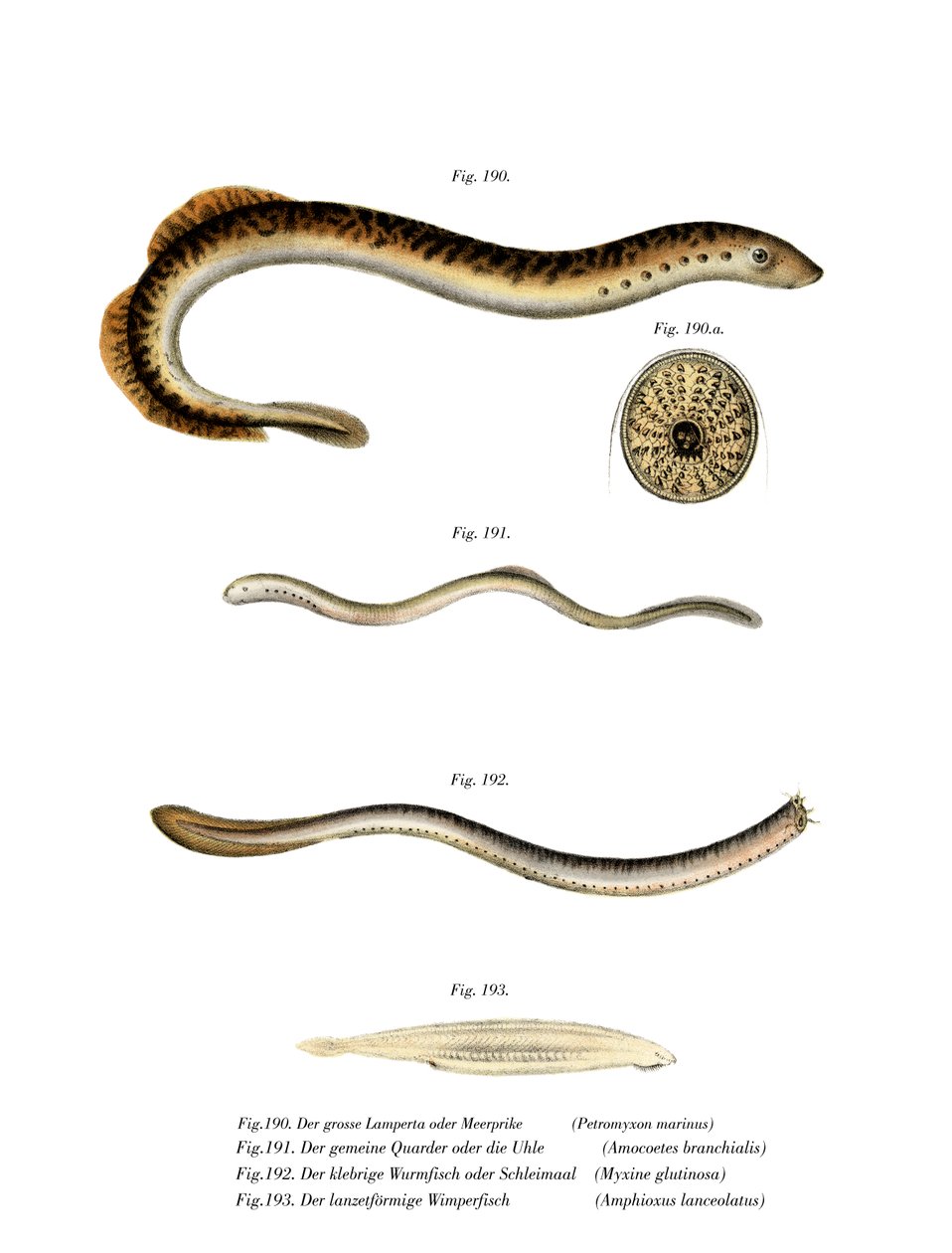 Havlamprey (farve litho) af German School