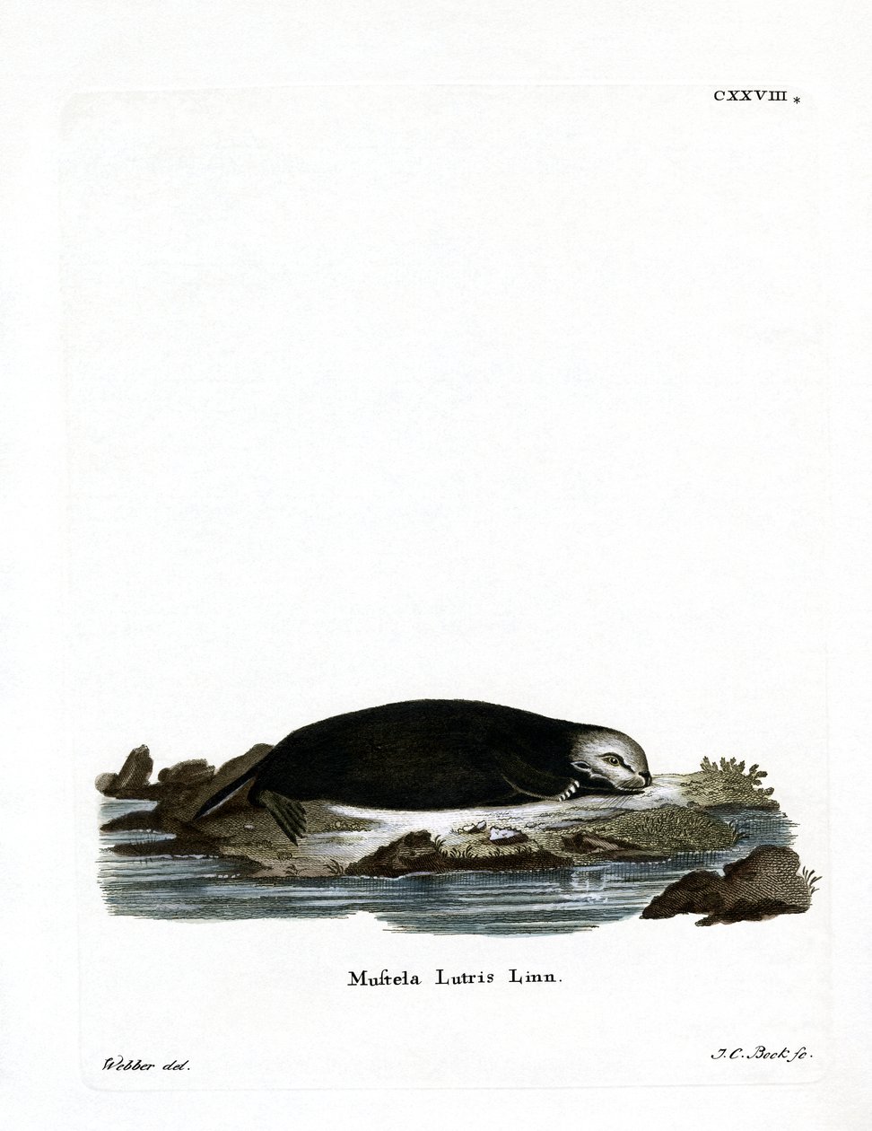 Sea Otter (farvet gravering) af German School