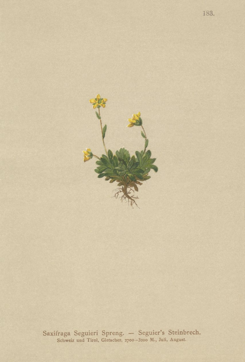 Seguieris Saxifrage (Saxifraga Seguieri) af German School
