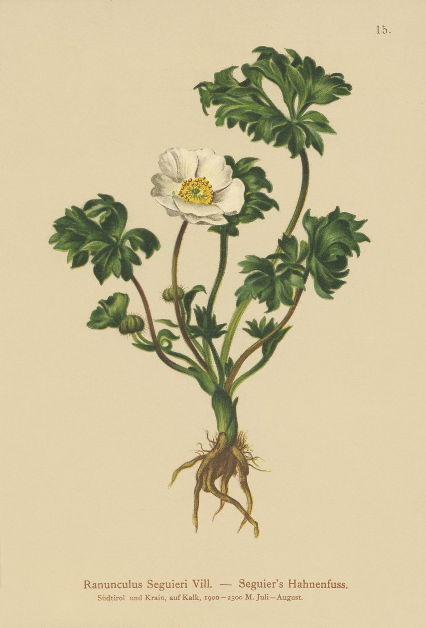 Kragefod Seguiers (Ranunculus Seguieri) af German School