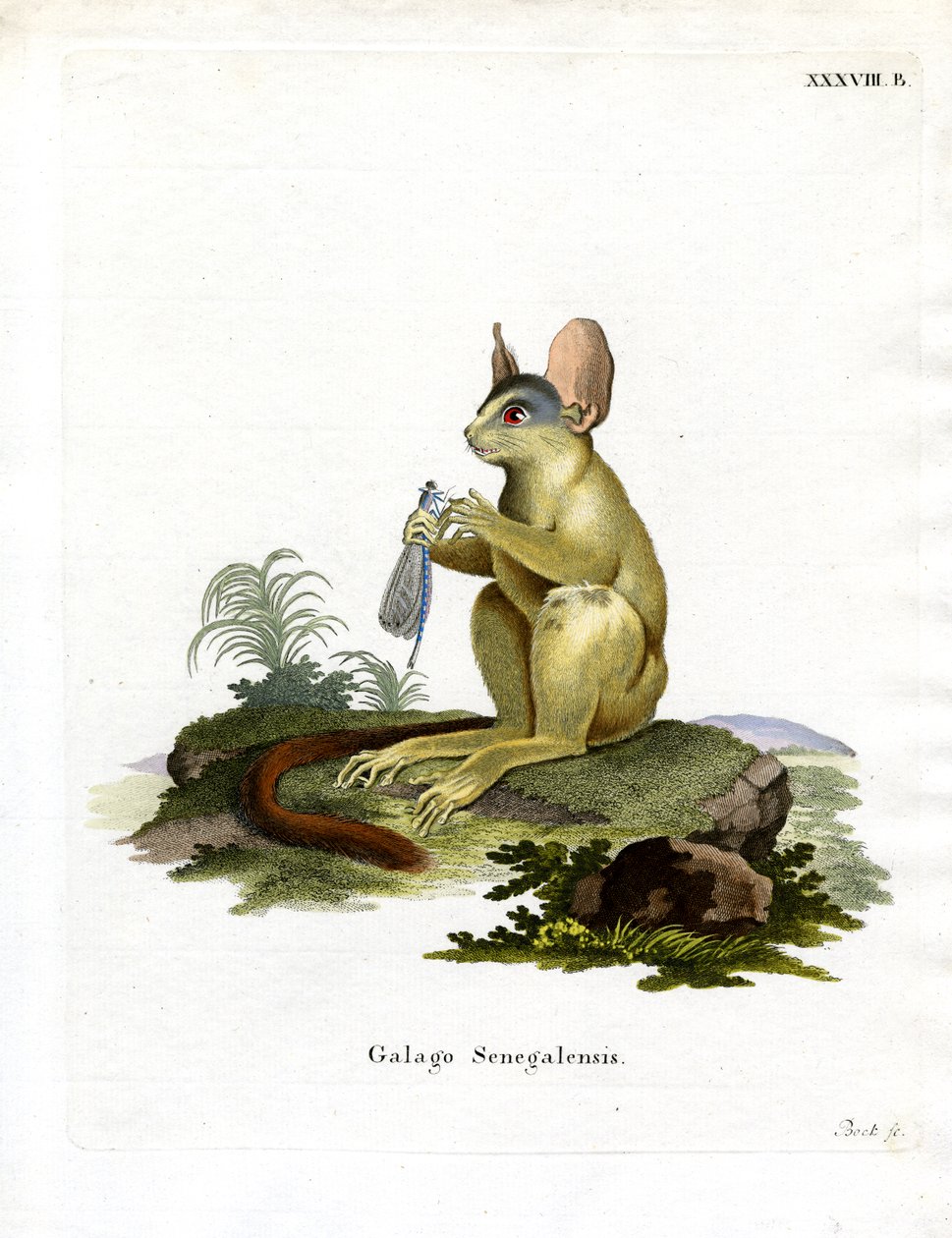 Senegal Bushbaby (farvet gravering) af German School