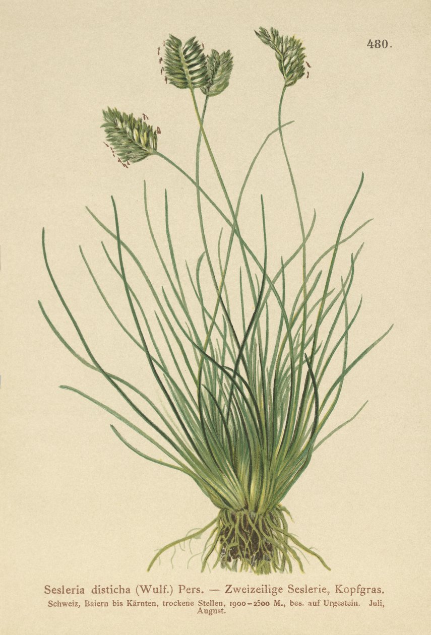 Sesleria (Sesleria disticha, Oreochloa disticha) af German School