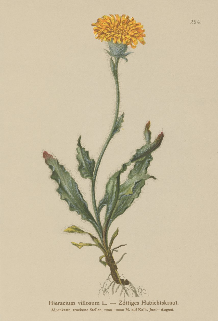 Hakkekrudt (Hieracium villosum) af German School