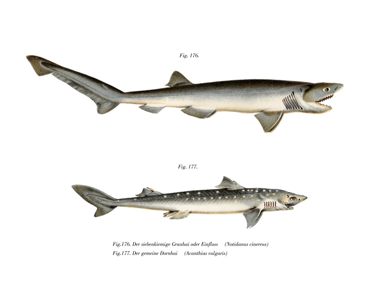 Sharpnose Sevengill Shark (farve litho) af German School