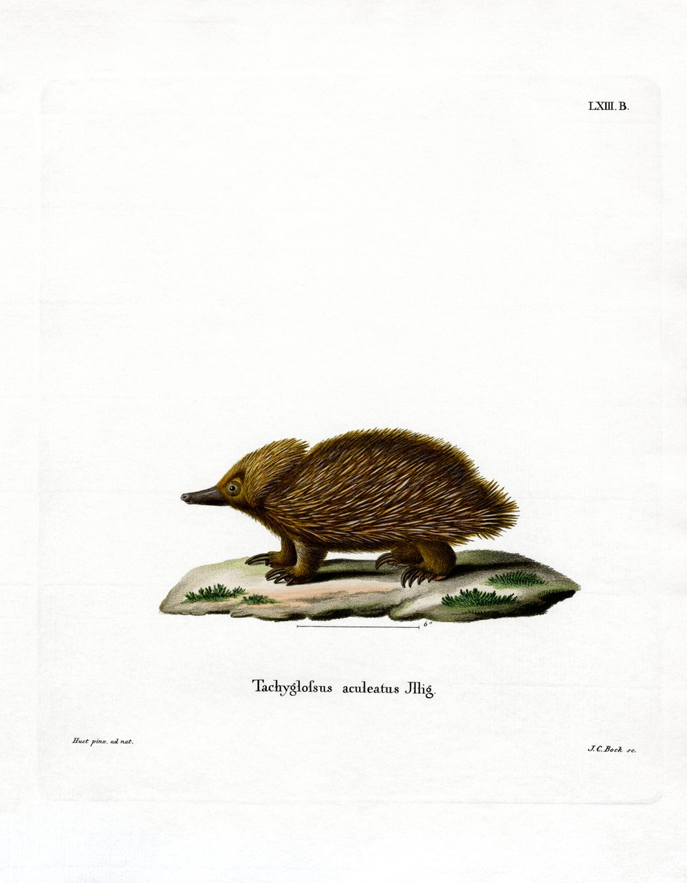 Kortnæbbet Echidna (farvet gravering) af German School