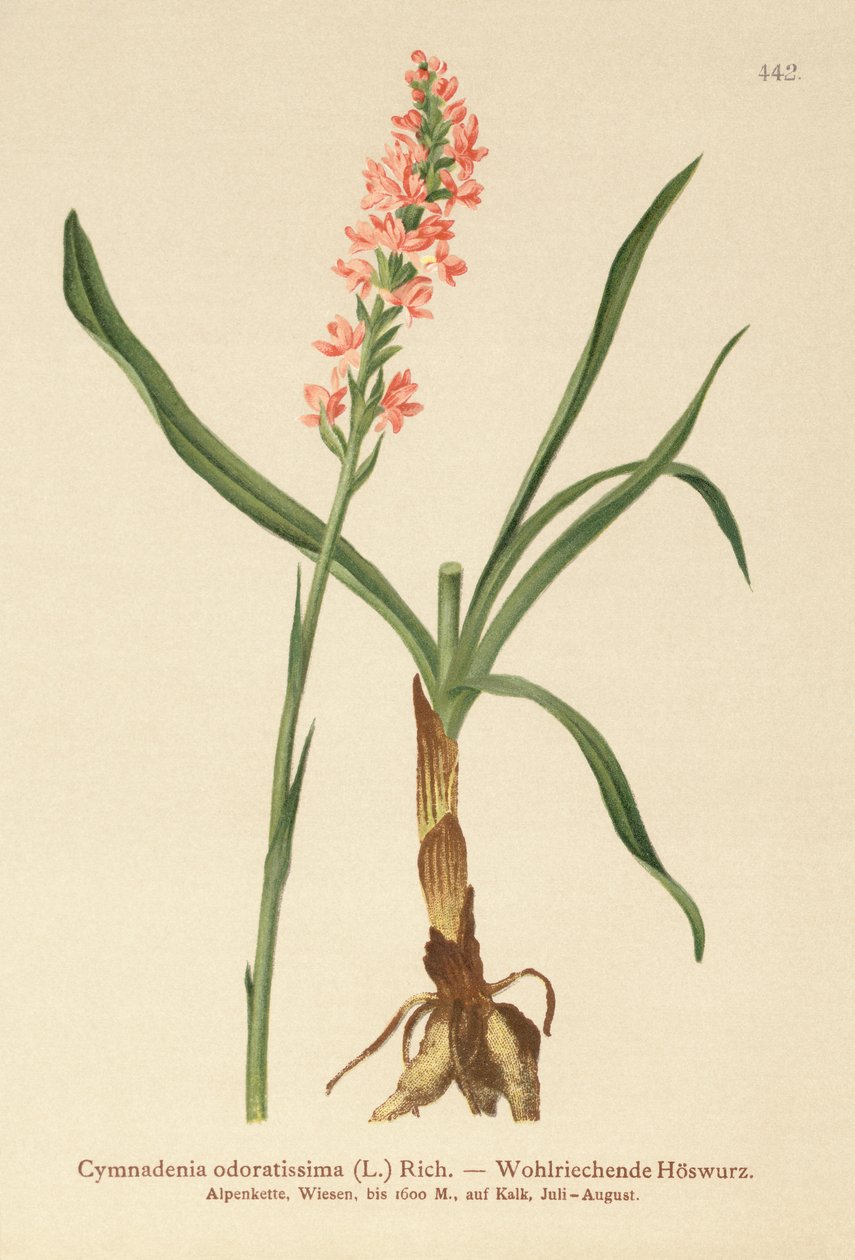 Kortspurvet duftende orkidé (Gymnadenia odoratissima) af German School