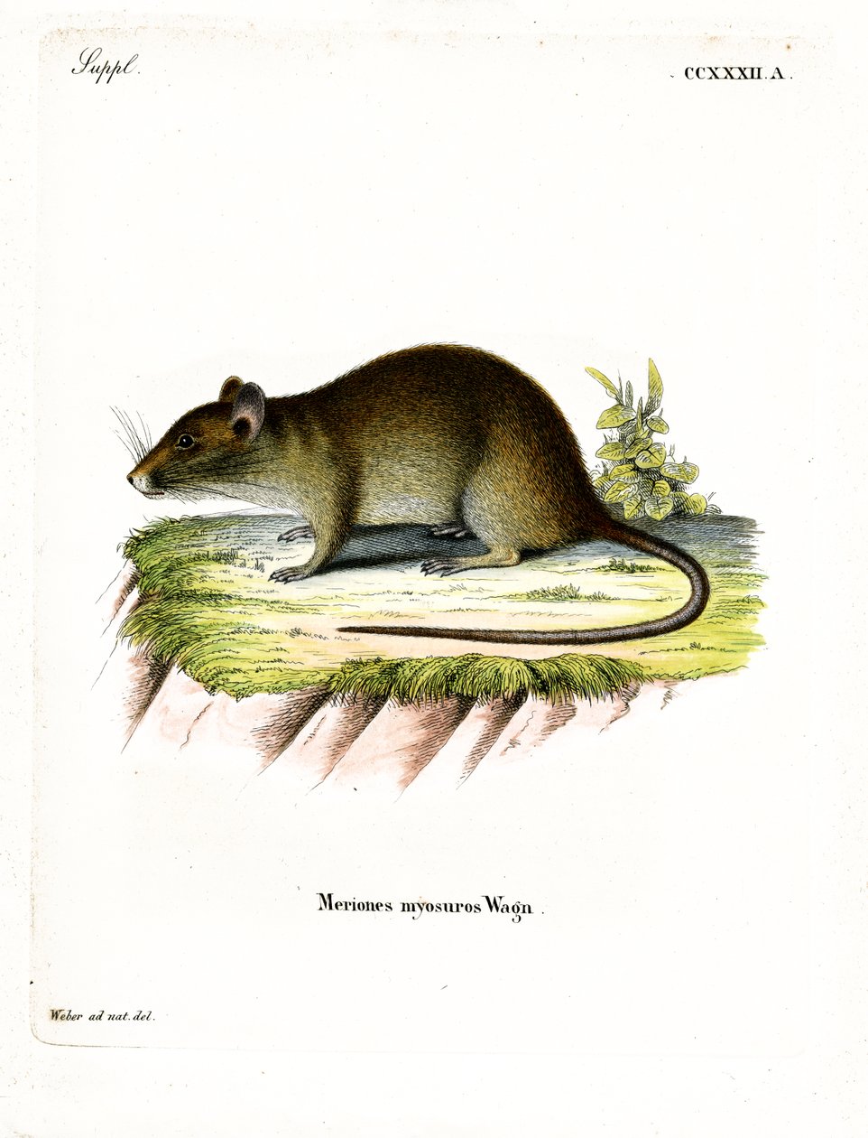 Korthalet bandicoot-rotte (farvet indgravering) af German School