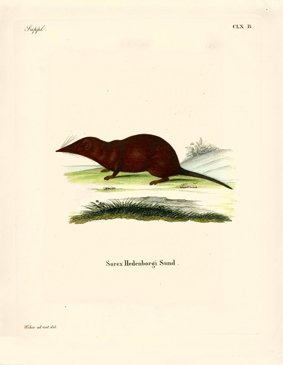 Shrew (farvet gravering) af German School