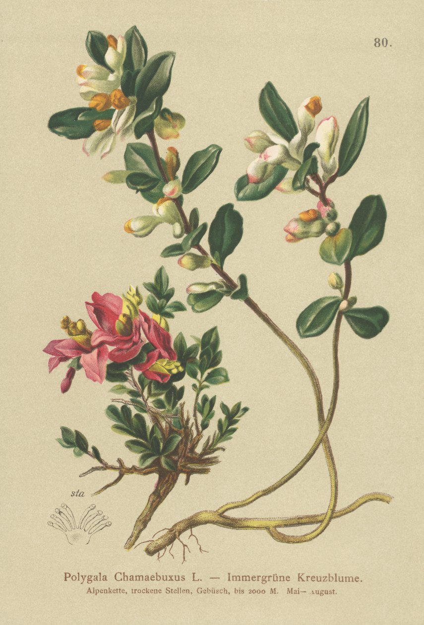 Buskagtig mælkeurt (Polygala Chamaebuxus) af German School