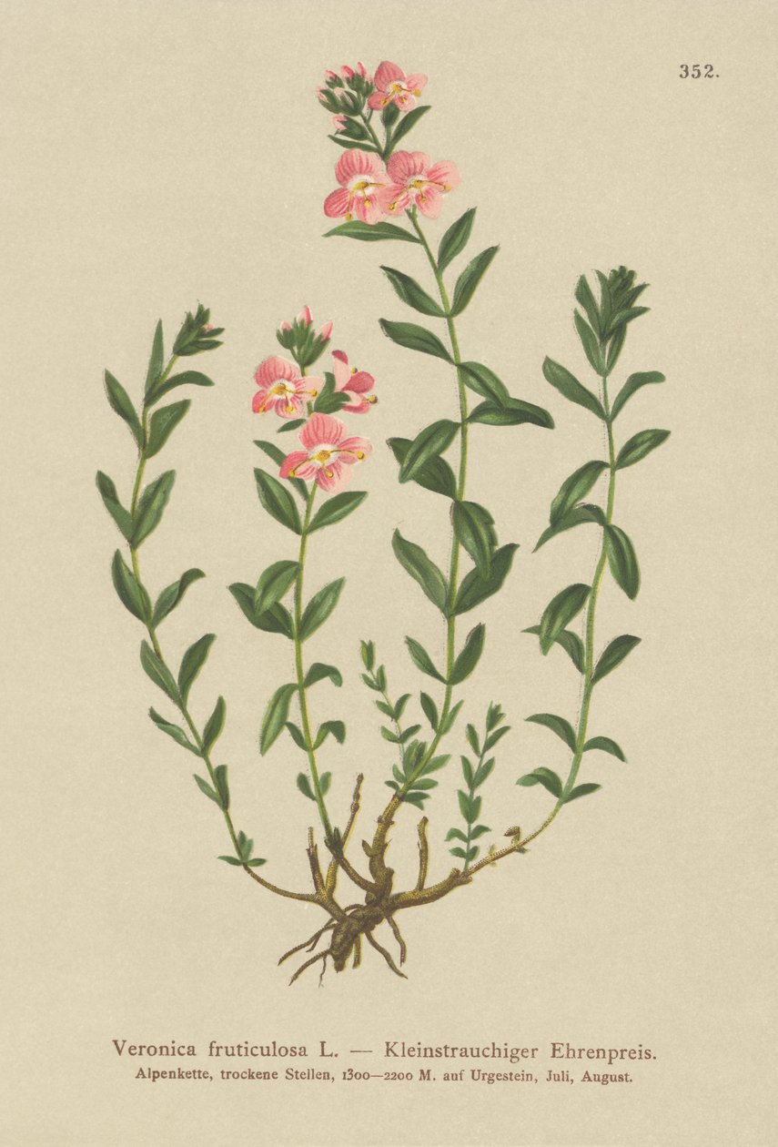 Buskagtig Speedwell (Veronica fruticulosa, Veronica frutescens) af German School