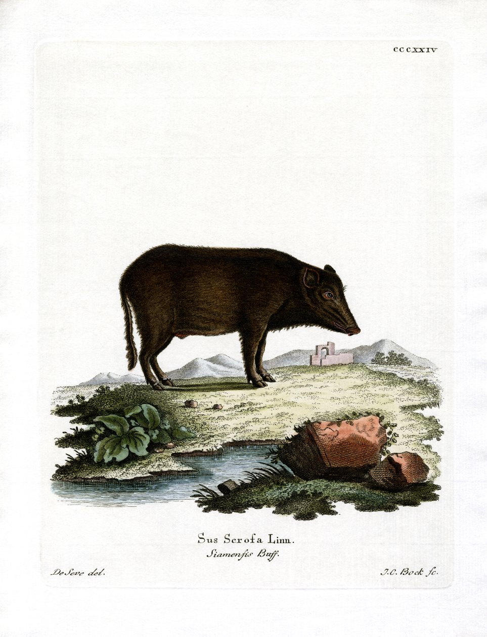 Siamesisk vildsvin (farvet gravering) af German School
