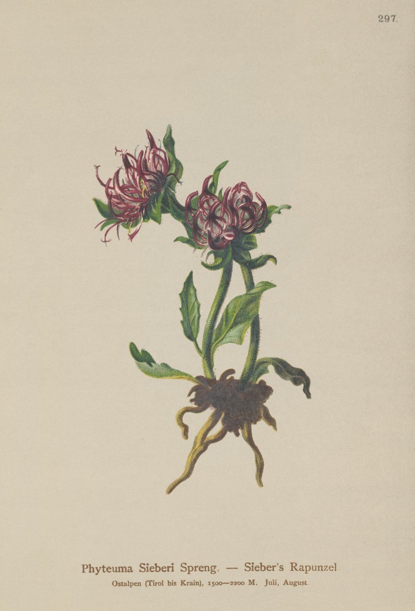 Siebers Rampion (Phyteuma Sieberi) af German School