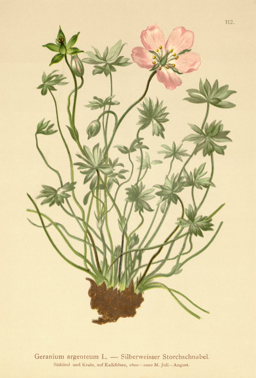 Sølvfarvet tranebær (Geranium argenteum) af German School