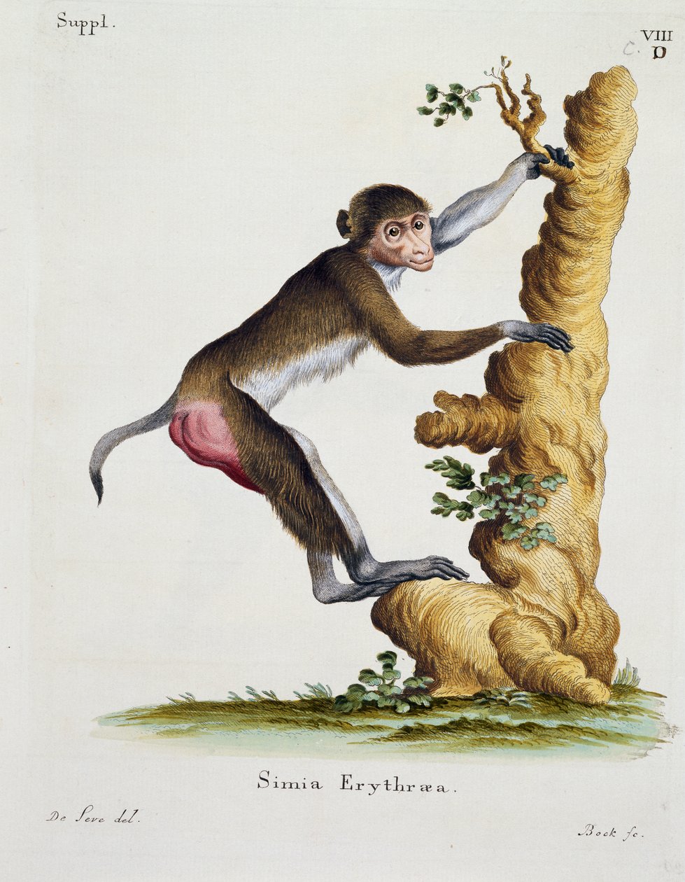 Simia erythraea, fra Pattedyr illustreret fra Nature med beskrivelser, af Johann Christian Daniel von Schreber (1739-1810), gravering af IC Bock efter tegning af De Seve af German School