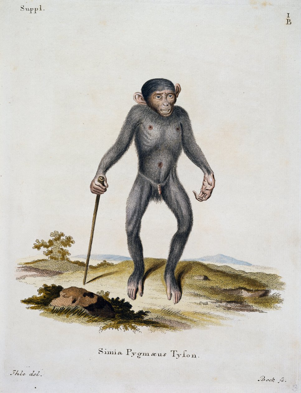 Simia pygmaeus, fra Pattedyr illustreret fra naturen med beskrivelser, af Johann Christian Daniel von Schreber (1739-1810), gravering af IC Bock, Tyskland af German School
