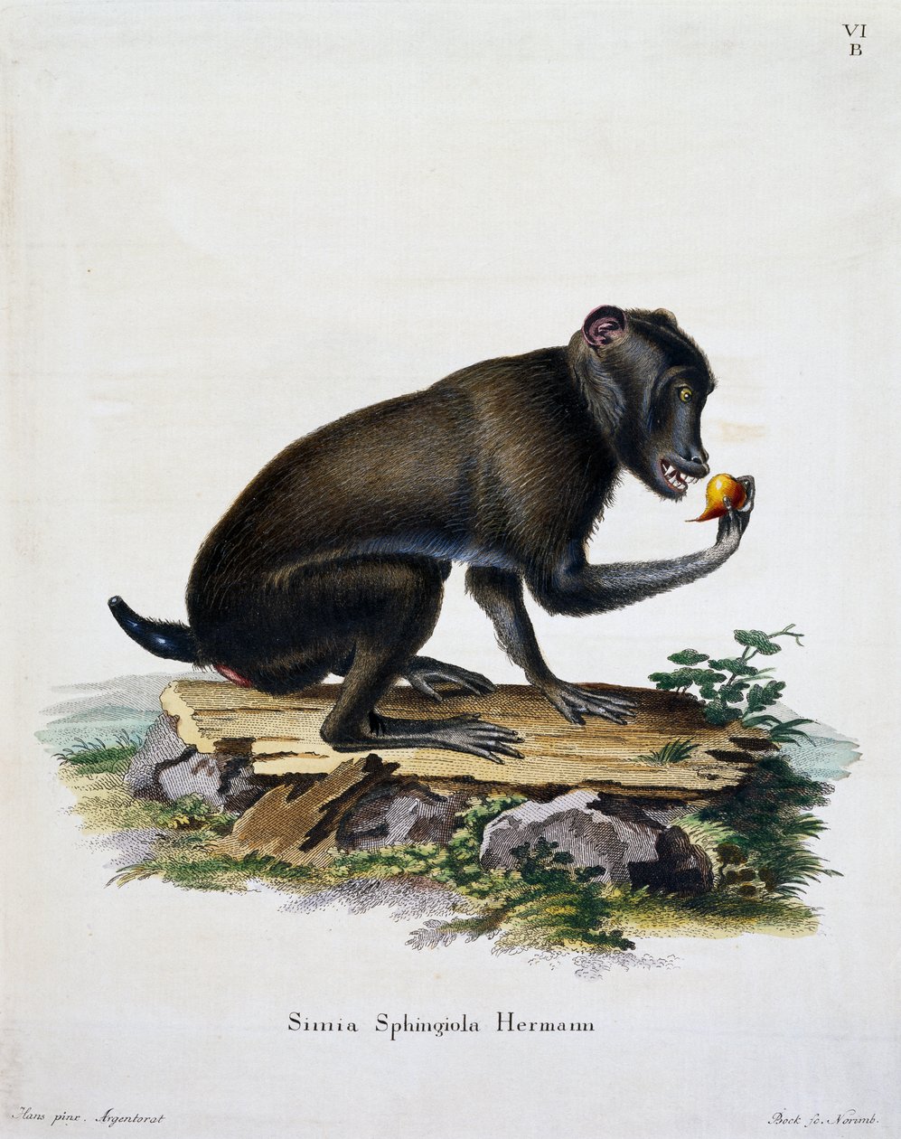 Simia sphingiola, fra Pattedyr illustreret fra Nature med beskrivelser, af Johann Christian Daniel von Schreber (1739-1810), gravering af IC Bock, Tyskland af German School