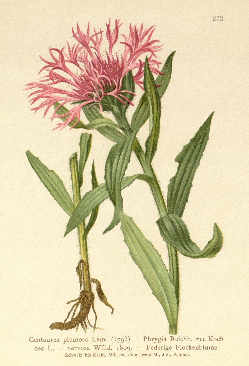 Enkeltblomstret Knapweed (Centaurea plumosa, Centaurea Phrygia, Centaurea nervosa, Centaurea uniflora) af German School