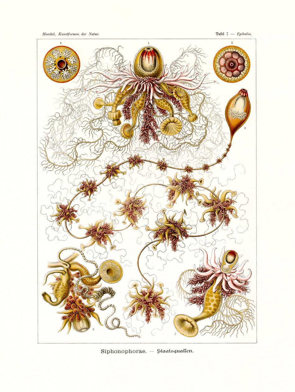 Siphonophorae, 1899-1904 af German School