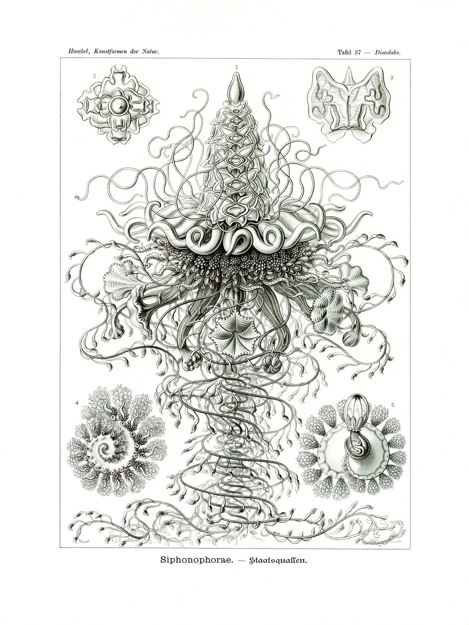 Siphonophorae, 1899-1904 af German School