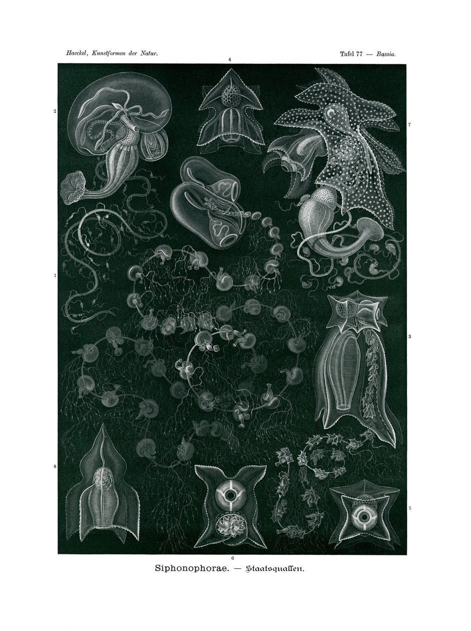 Siphonophorae, 1899-1904 af German School