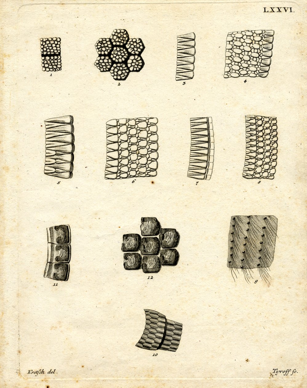 Hudskalaer (farvet gravering) af German School