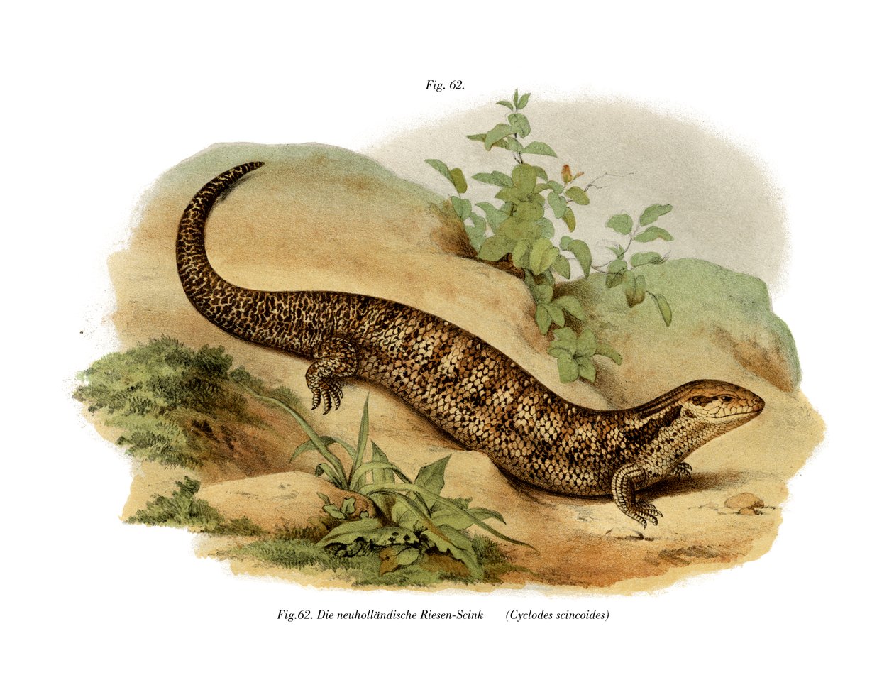 Skink (farve litho) af German School