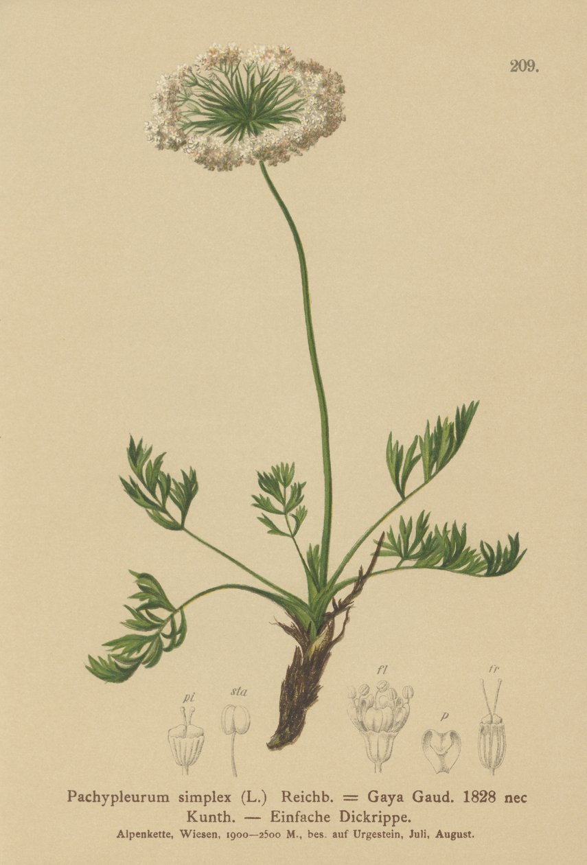 Lille alpeurt (Pachypleurum mutellinoides, Pachypleurum simplex, Pachypleurum simplex, Pachypleurum alpinum, Pachypleurum simplex, Neogaya simplex, Gaya simplex, Ligusticum simplex) af German School