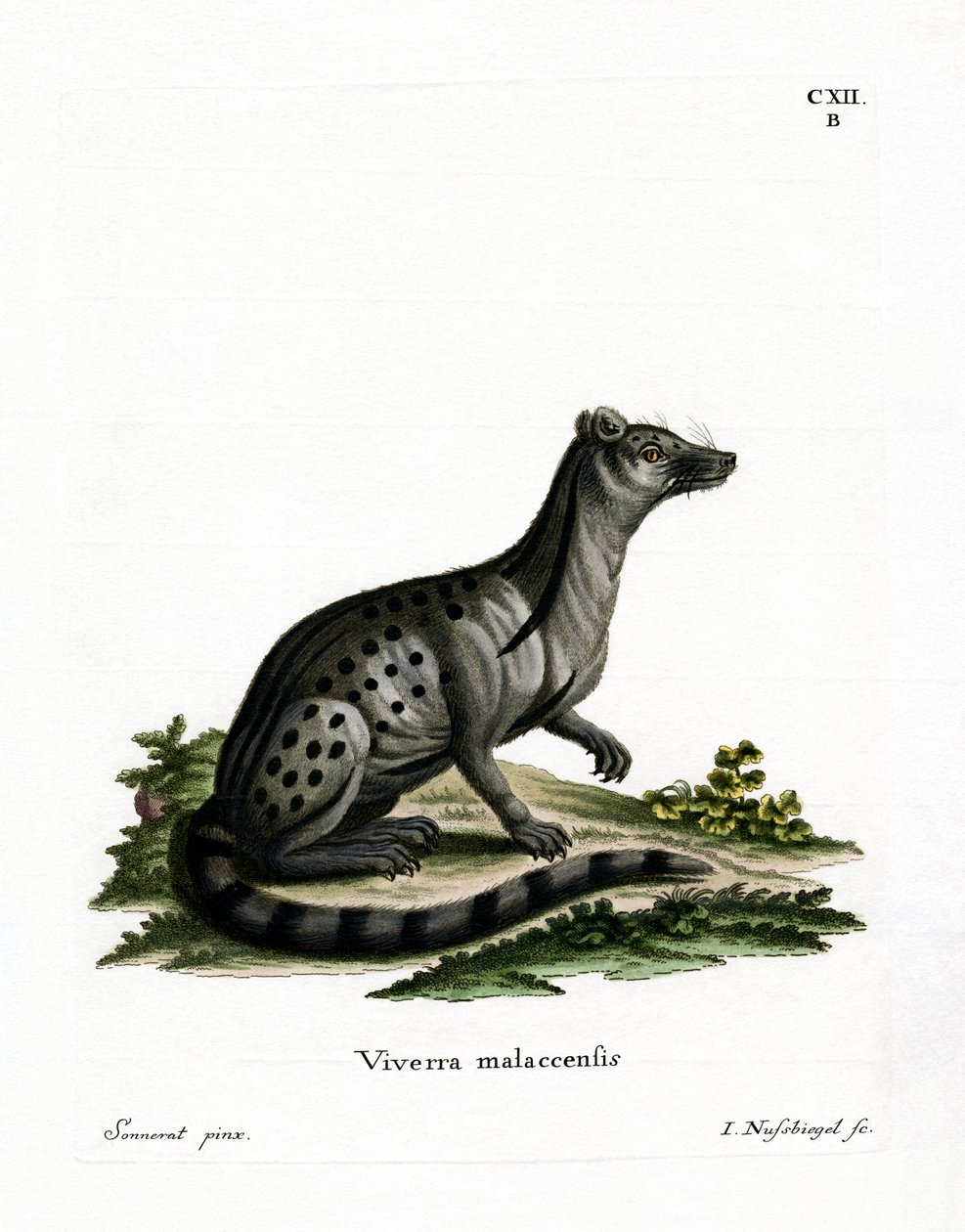 Lille indisk civet (farvet gravering) af German School