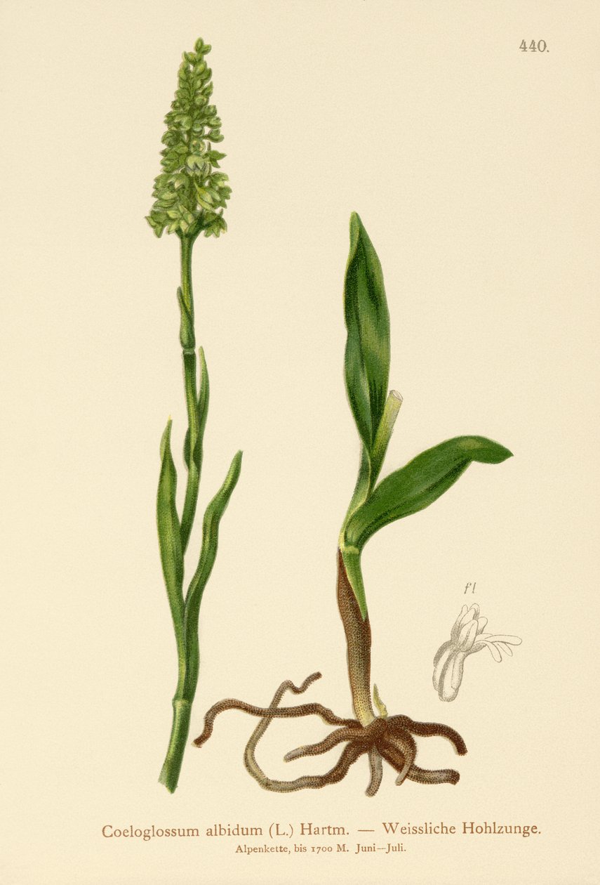 Lille hvid orkidé (Satyrium albidum, Coeloglossum albidum, Leucorchis albida, Bicchia albida, Pseudorchis albida). af German School