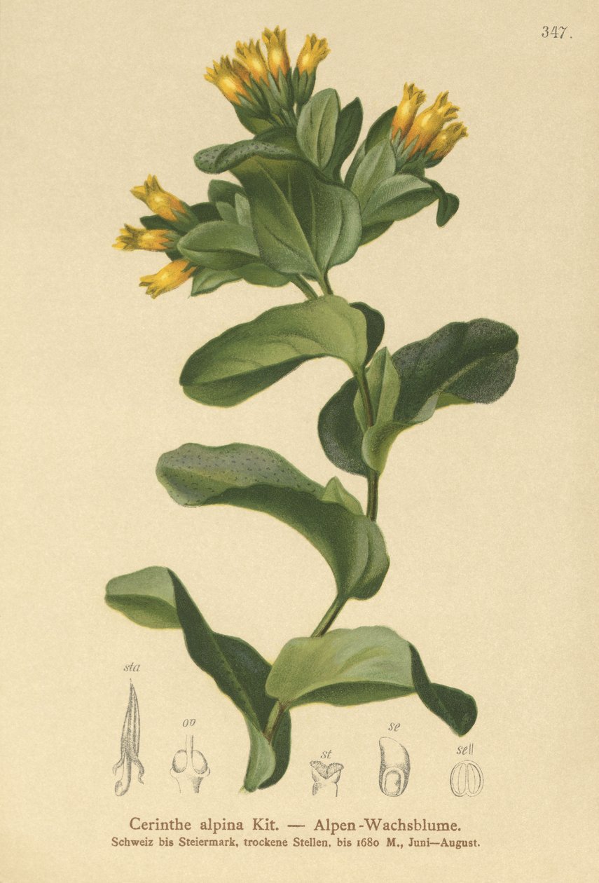 Glat honningurt (Cerinthe alpina, Cerinthe glabra subsp. glabra) af German School