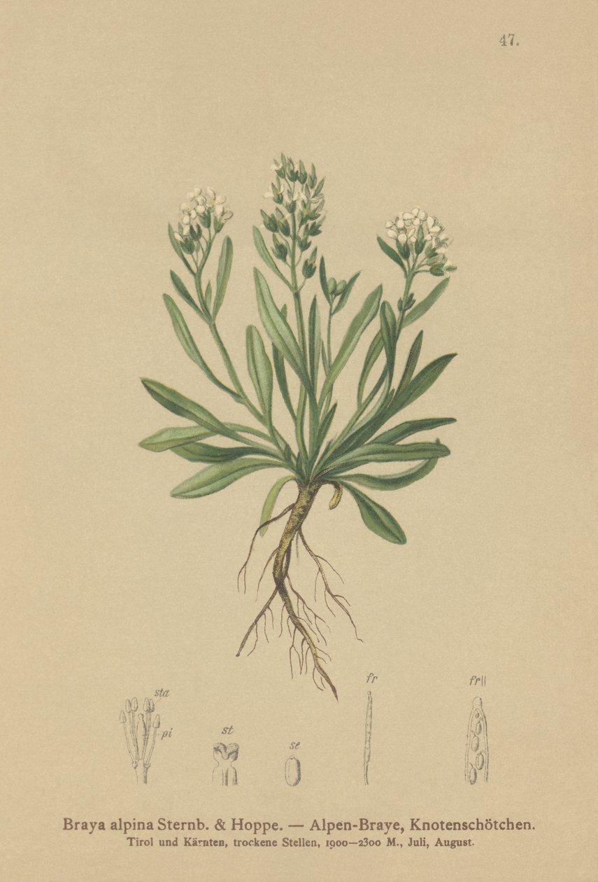 Glat nordlig bjergkarse (Braya alpina, Sisymbrium alpinum) af German School