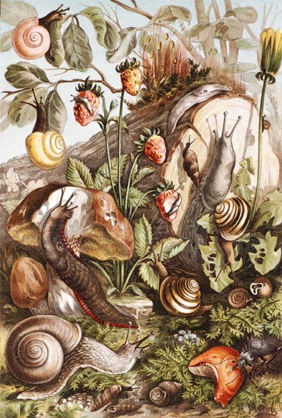 Snegle, plade fra "Brehms Tierleben: Allgemeine Kunde des Tierreichs", bind 10, s.336, udgivet af Bibliographisches Institut af German School