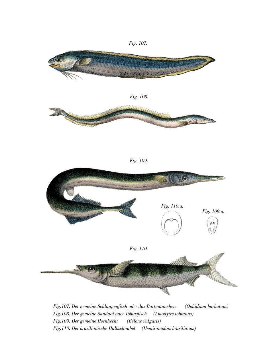 Snake Blenny (farve litho) af German School