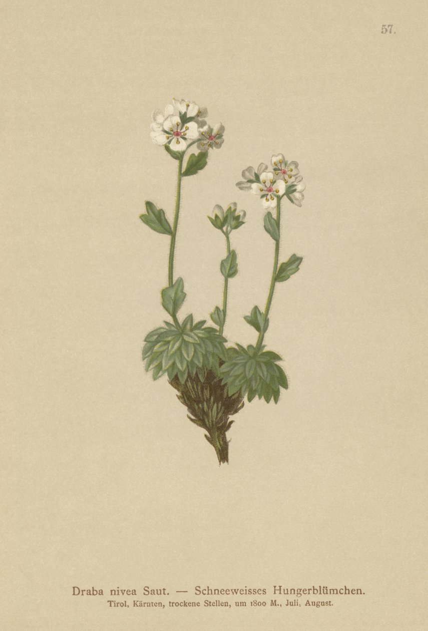 Snehvid hvidt hvidgræs (Draba nivea) af German School