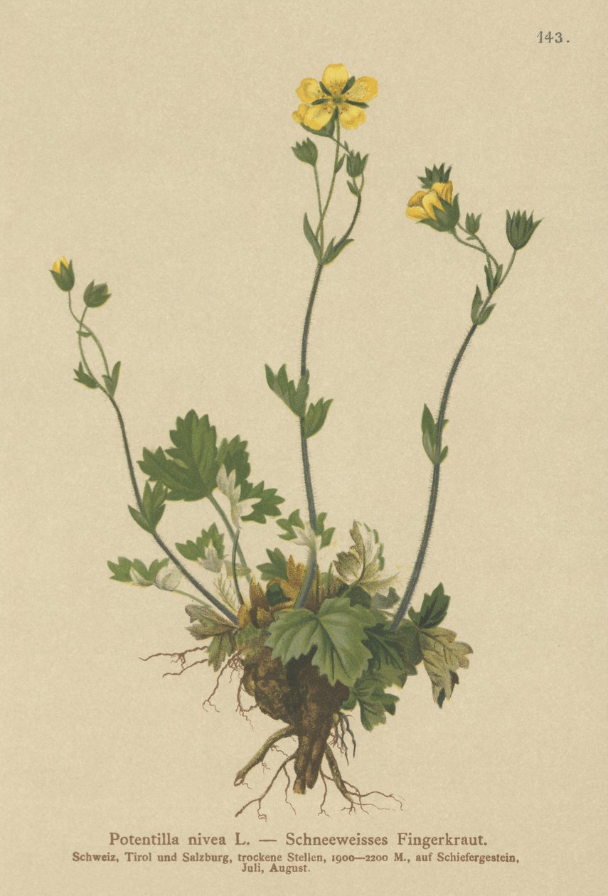 Sne Kløvergræs (Potentilla nivea) af German School