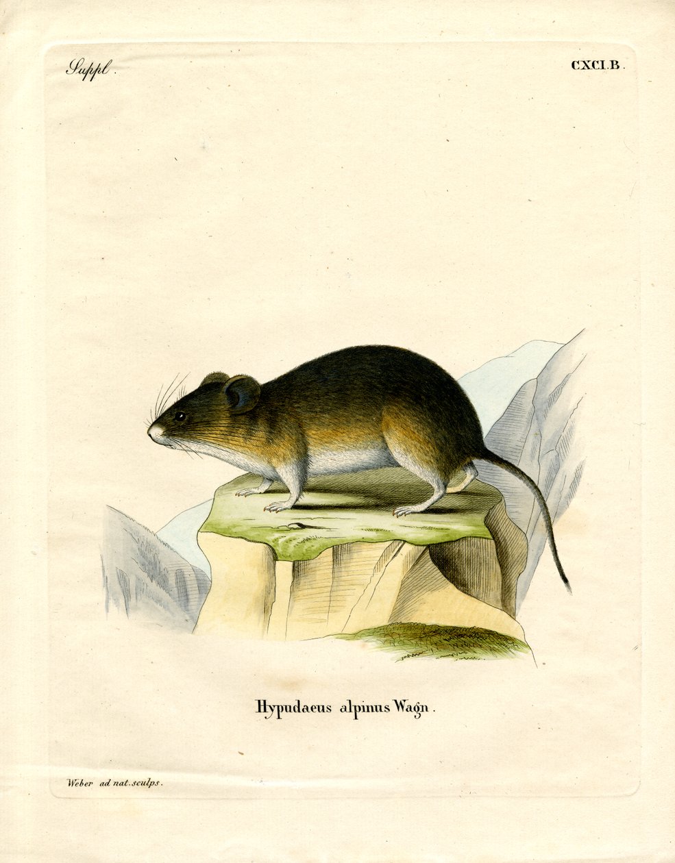Snow Vole (farvet gravering) af German School