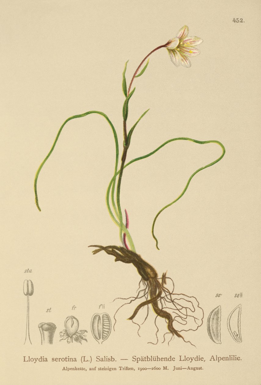 Snowdon Lily (Lloydia serotina, Gagea serotina, Lloydia alpina, Lloydia striata) af German School