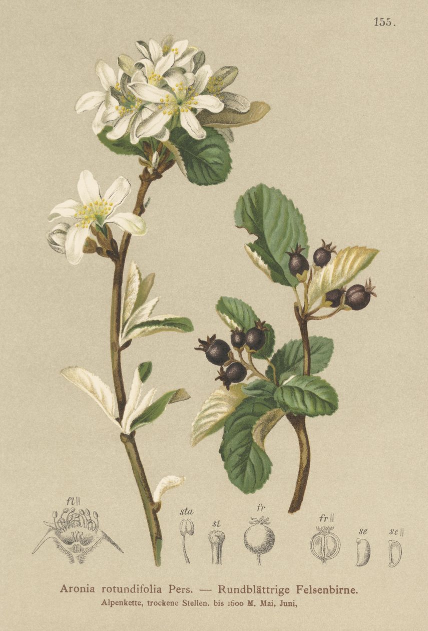 Snehvid Mespilus (Aronia rotundifolia, Amelanchier ovalis) af German School