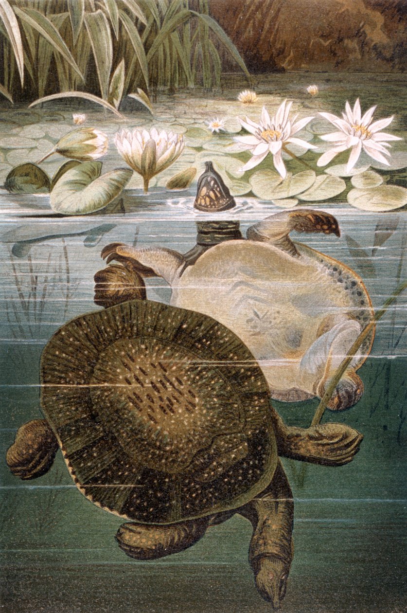 Blødskallet skildpadde, tallerken fra Brehms Tierleben: Allgemeine Kunde des Tierreichs, bind 7, s.621, udgivet af Bibliografisk Institut, 1892 af German School