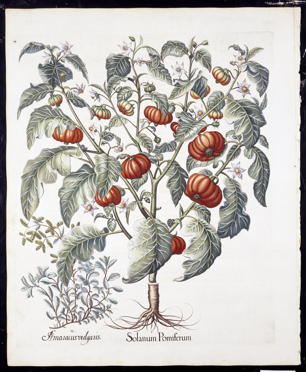 Solanum Pomiferum fra Hortus Eystettensis af Basil Besler (1561-1629) pub 1613 (håndfarvet gravering) af German School