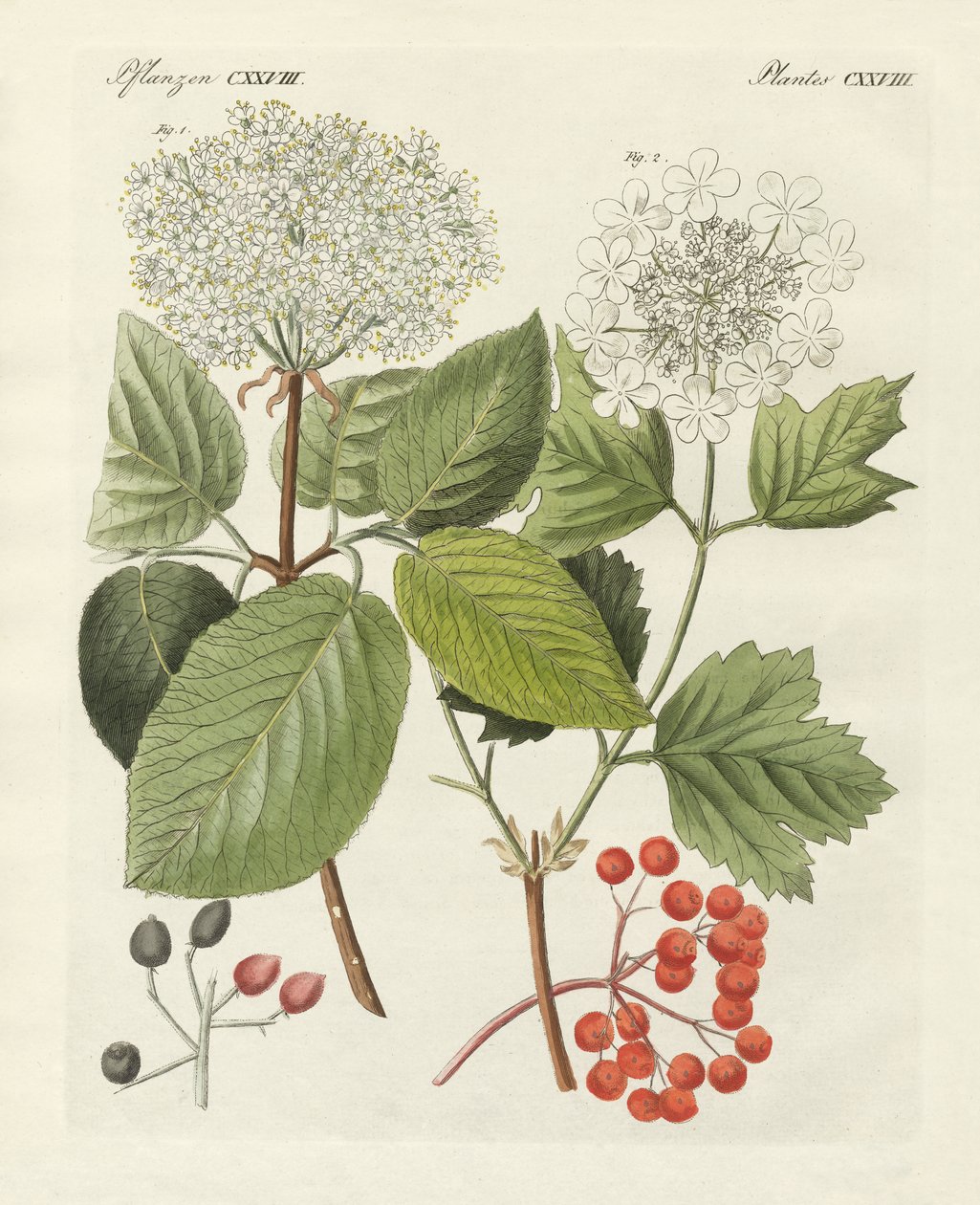 Nogle slags gyldenrose (farvet gravering) af German School