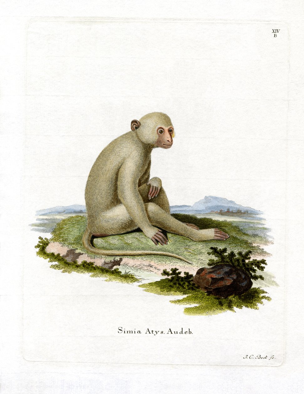 Sooty Mangabey (farvet gravering) af German School