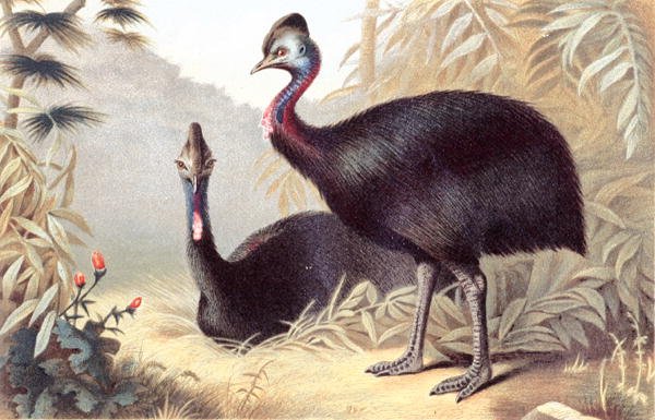 Southern Cassowary, plade fra "Brehms Tierleben: Allgemeine Kunde des Tierreichs", bind 6, s.684, udgivet af Bibliographisches Institut af German School