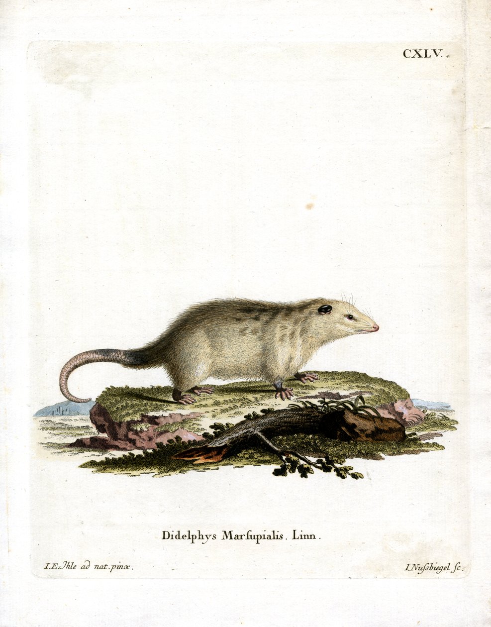Southern Opossum (farvet gravering) af German School