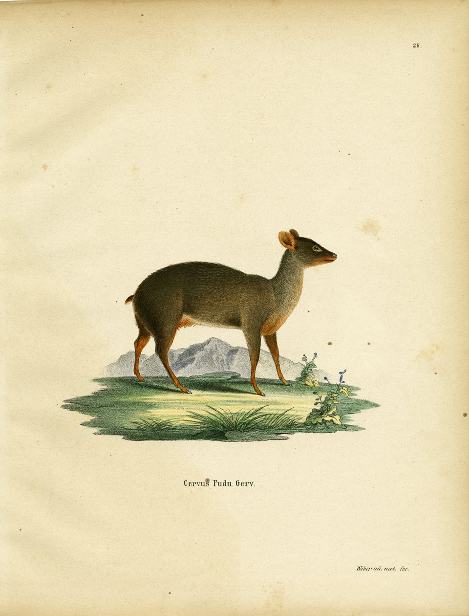 Sydlige Pudu af German School