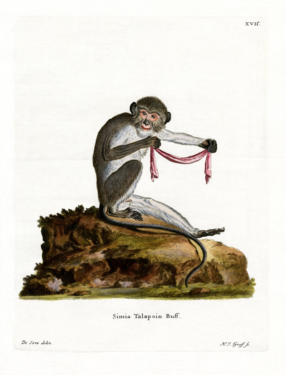 Southern Talapoin (farvet gravering) af German School