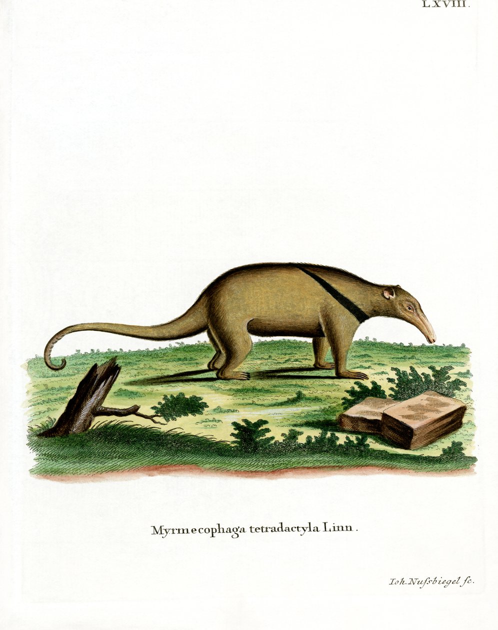 Southern Tamandua (farvet gravering) af German School
